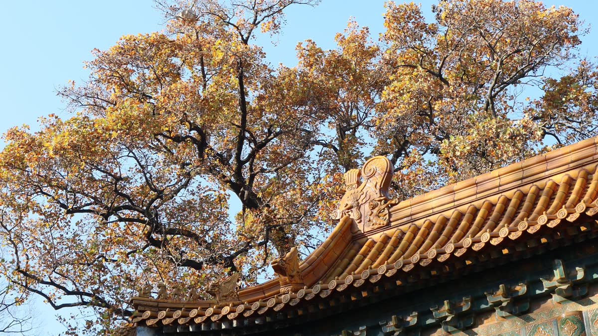 给全家做了个药箱管家:Go 单文件塞进路由器,拍张照就能录入